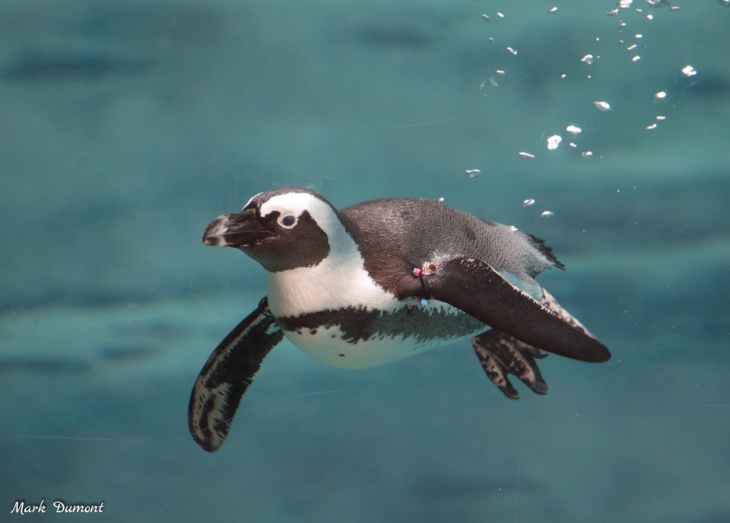 Penguin Awareness Day: Shining a Light on the African Penguin's Plight