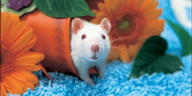 White rats in a flower pot