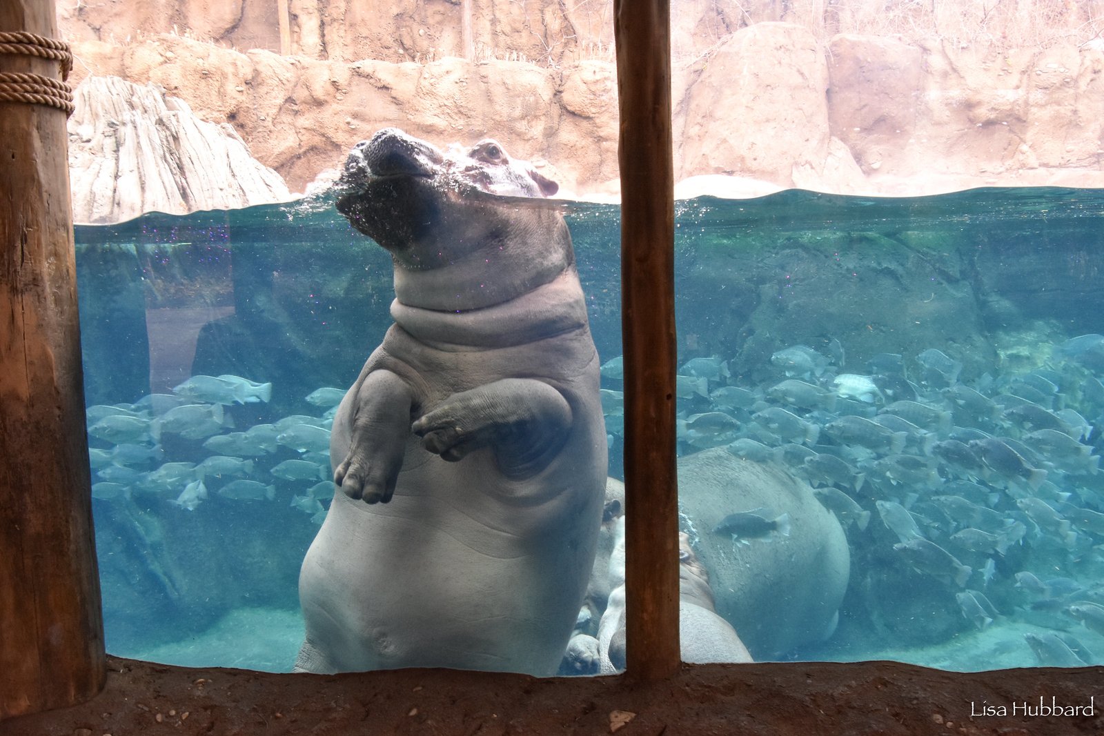 Fiona the hippo