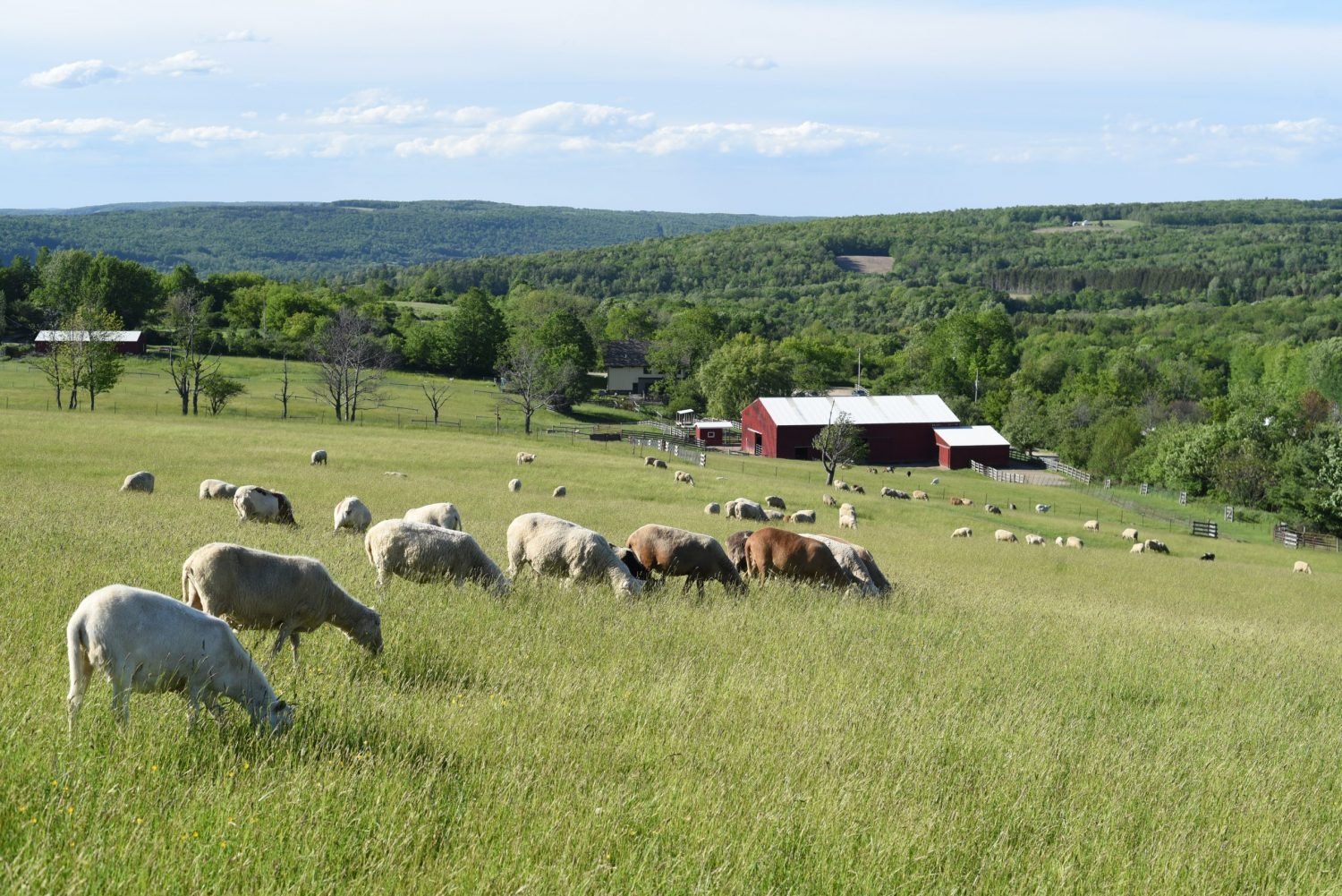 Watkins Glen, NY - Farm Sanctuary