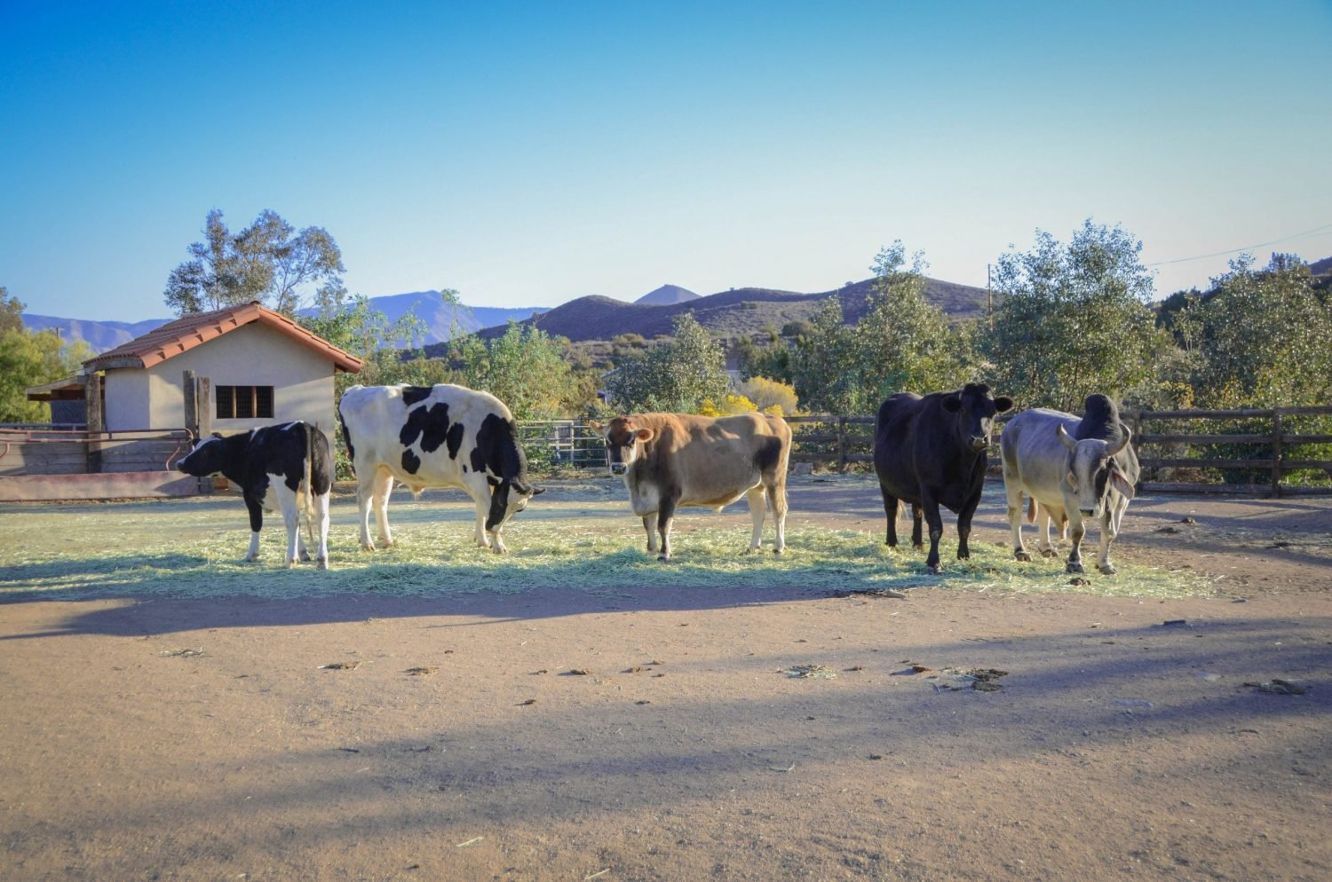 Los Angeles, California - Farm Sanctuary