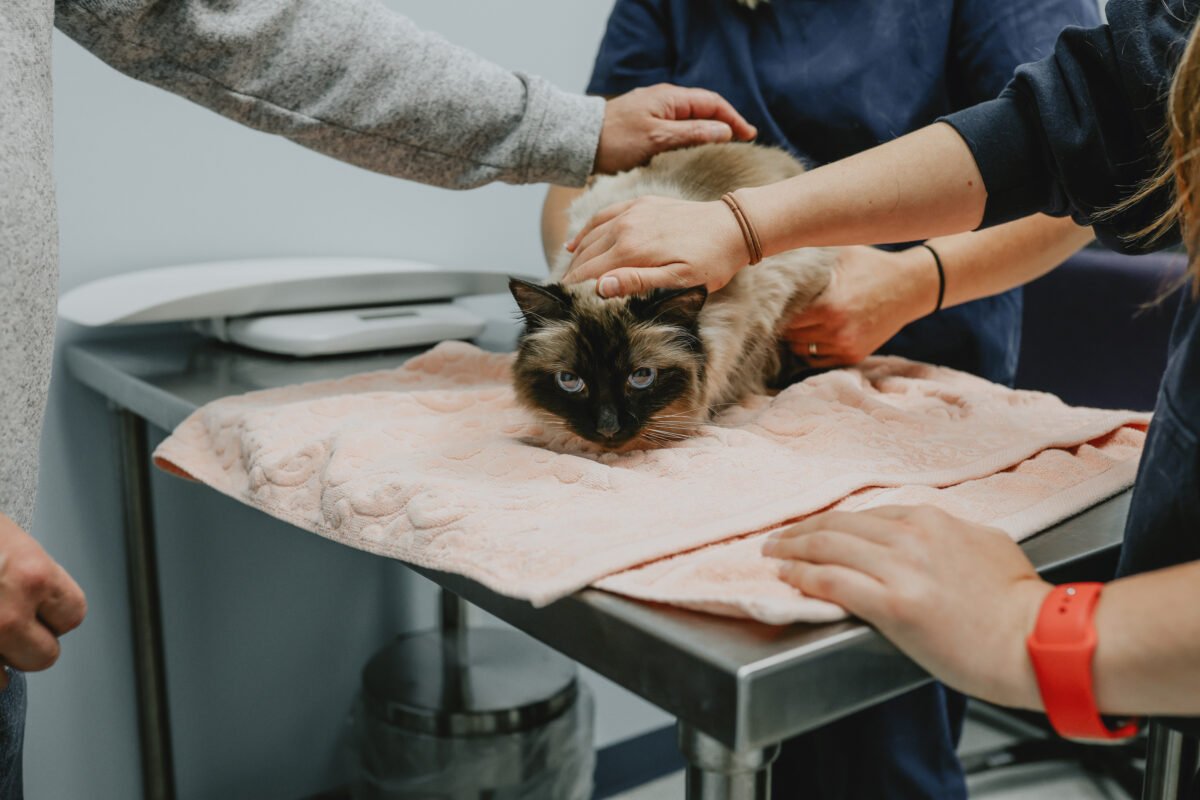 Basic Veterinary Services (Wellness) - Ontario SPCA and Humane Society