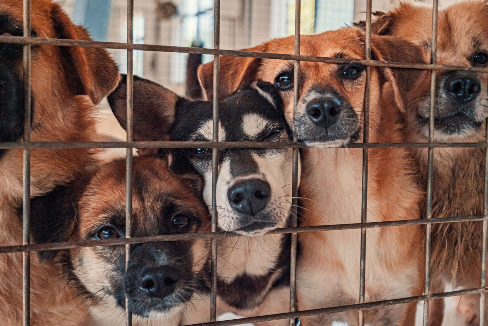 Cruelty and Neglect - American Humane Society