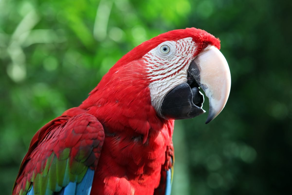 Animals Begin New Lives at Sanctuaries After Rescue from Pennsylvania Roadside Zoo