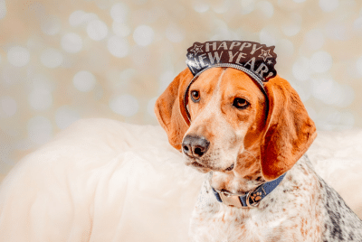 A dog wearing a Happy New Year tiara