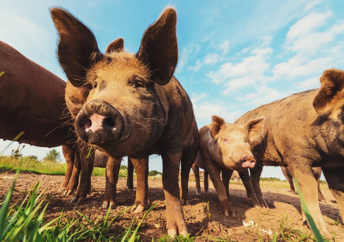 Groups Sue CARB Over Environmental Impacts of Flagship Climate Program