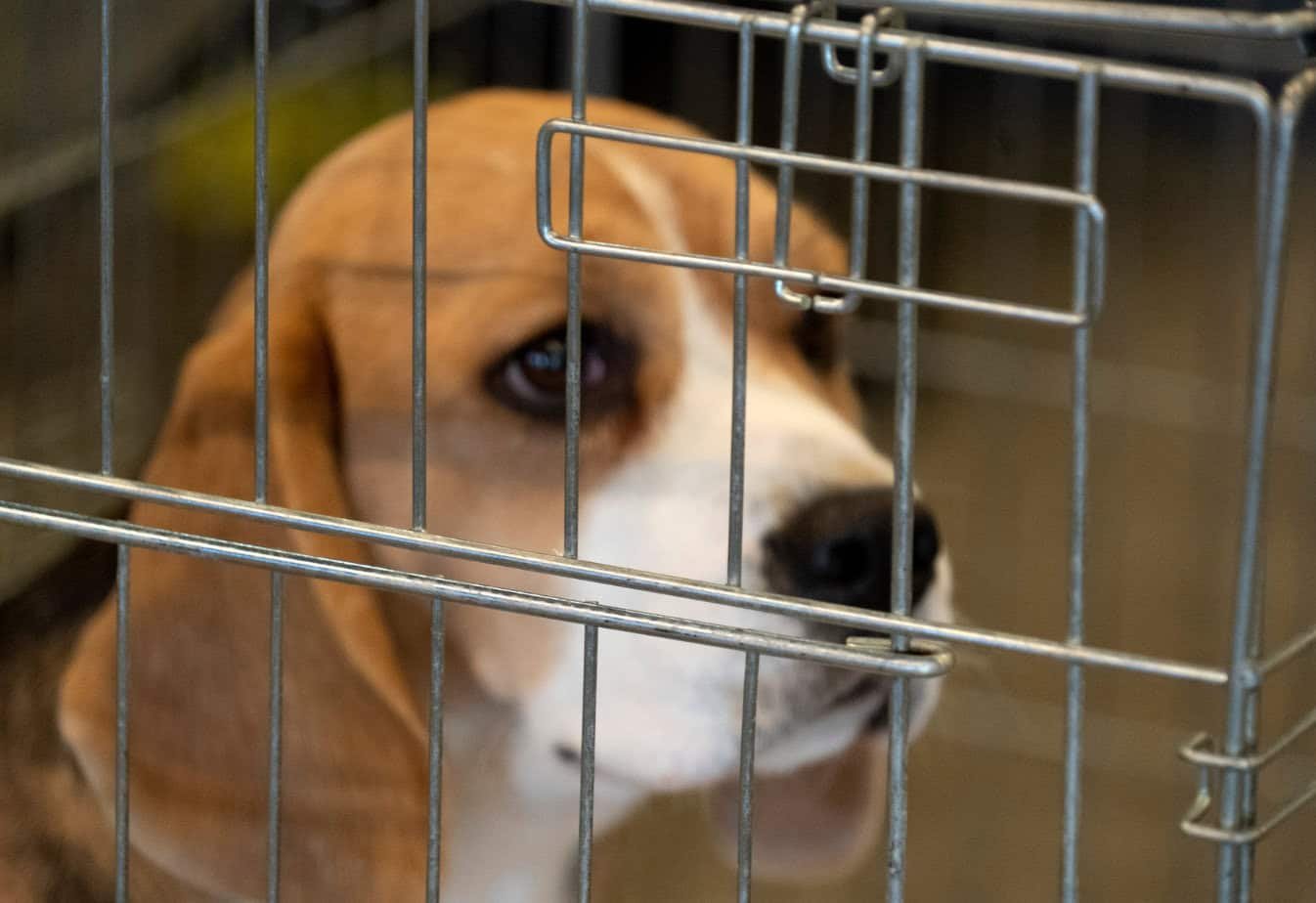 Judge appoints prosecutor to investigate cruelty at US dog breeding facility