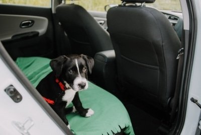 A dog in the backseat of a car