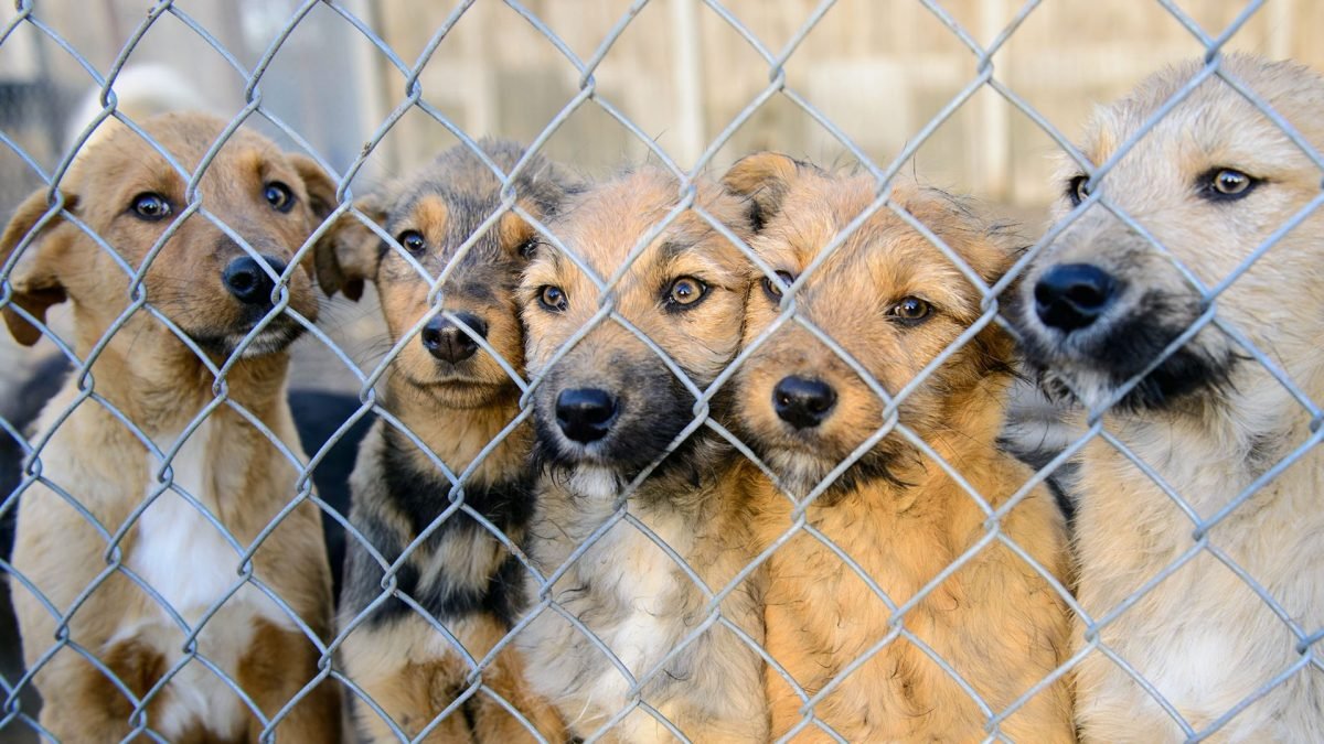 Complaint Urges Iowa Attorney General to Investigate Midwest Puppy Mill Broker for Violating Court Agreement