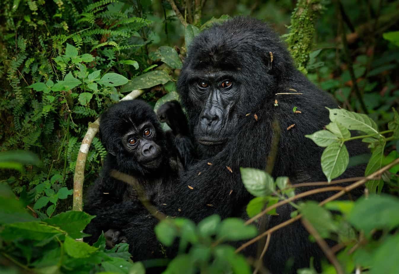 Baby gorilla rescued from trafficking recovering in Istanbul zoo