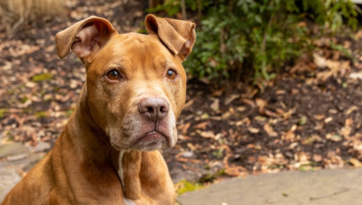 Highest Court in Washington Affirms Appeals Court Ruling Against Sentencing Dog to be Killed