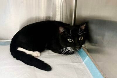 A cat in a veterinary hospital