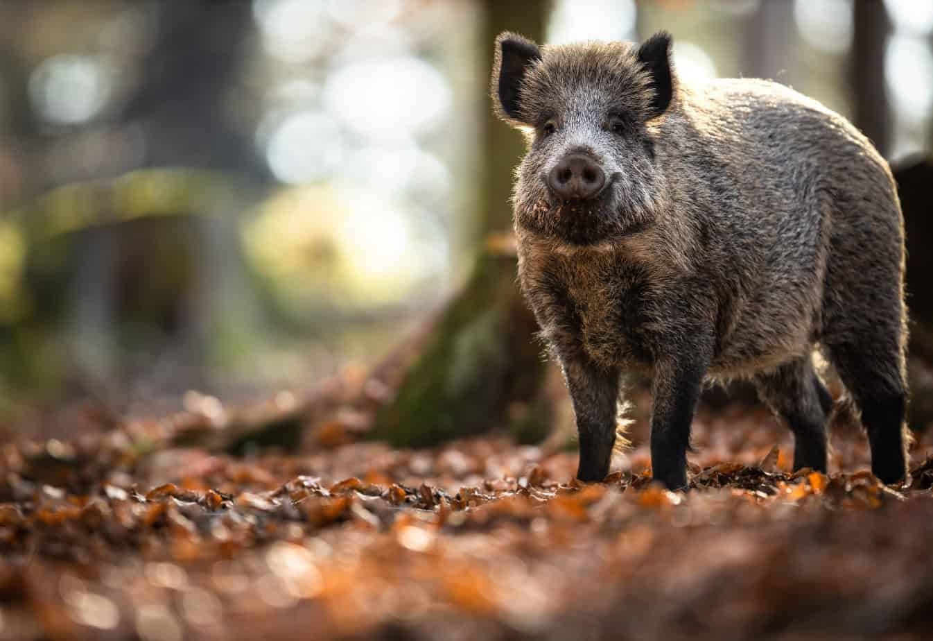 French woman can keep adopted wild boar, court rules