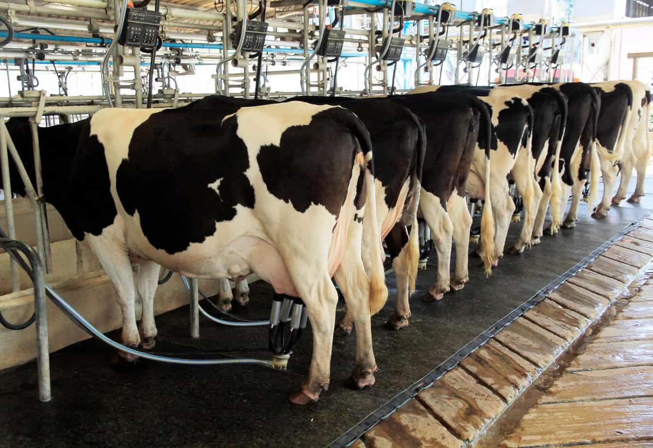 Cows rescued after falling into manure pit at Netherlands dairy farm