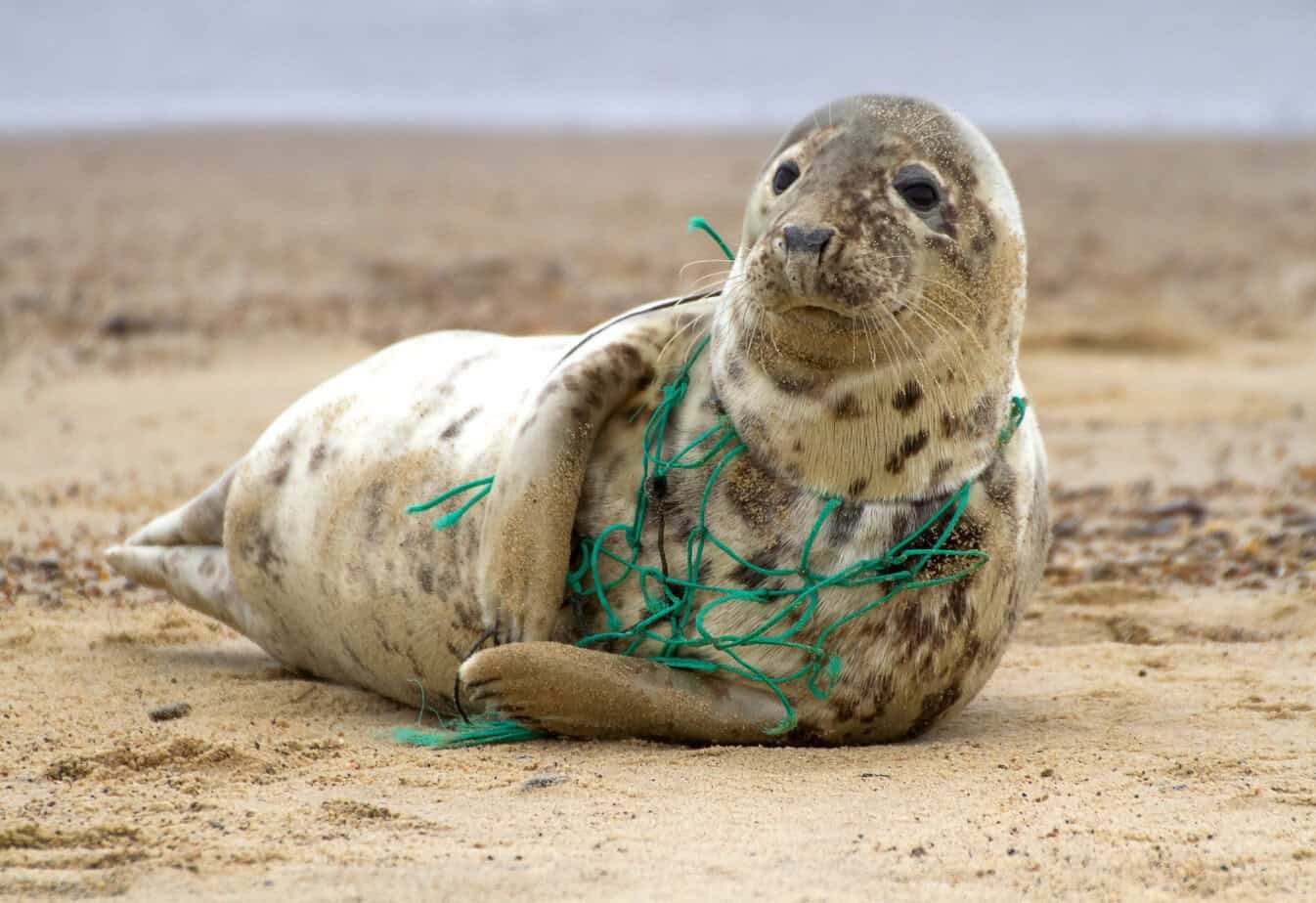 More seals trapped in fishing nets in the Netherlands