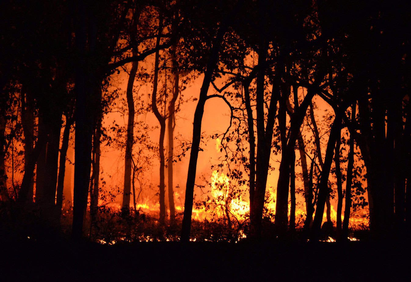 Animals affected by the wildfires in Los Angeles