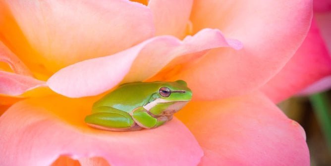 Green frogs in a large pink flower