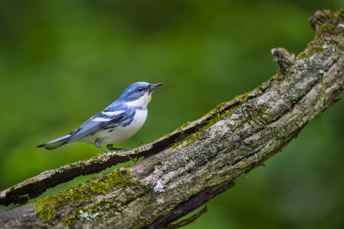 Cerulean Warbler