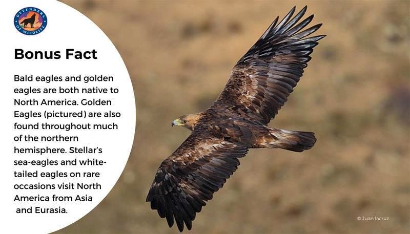 Bonus reality Golden Eagle 