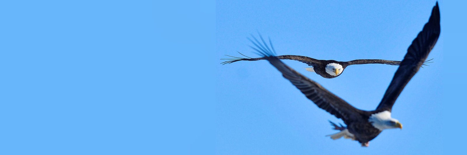 bald eagles header