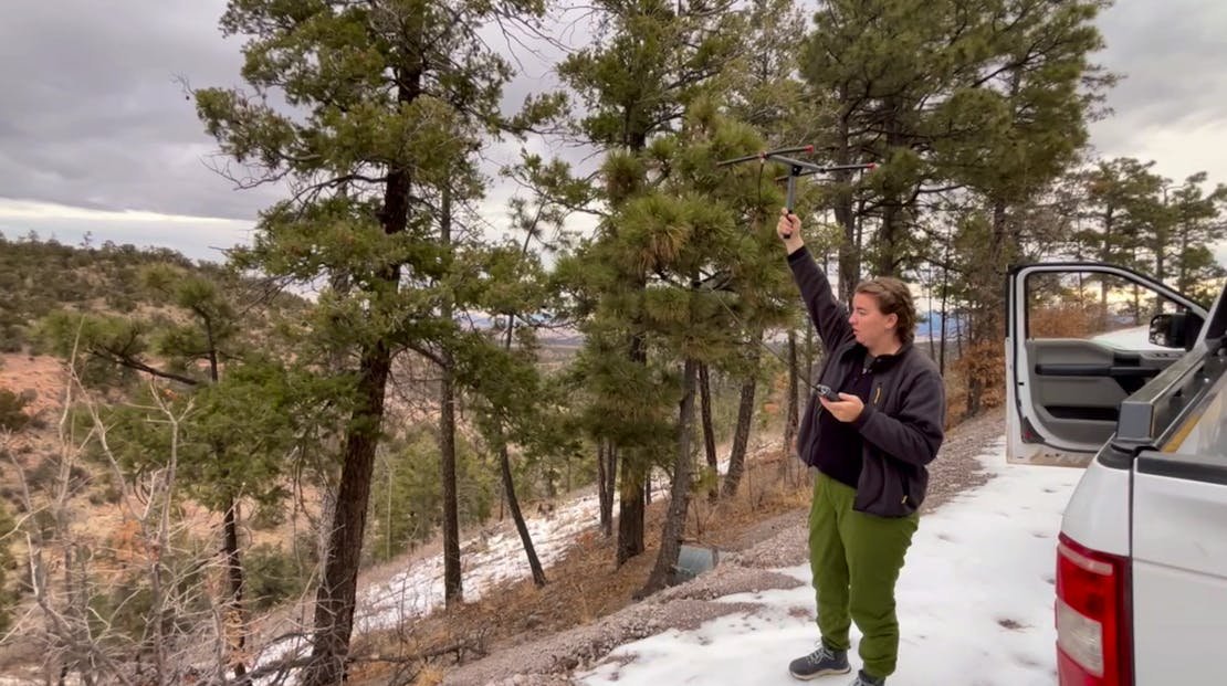 Field technicians use radio telemetry to track Mexican gray wolves in the Cibola National Forest.