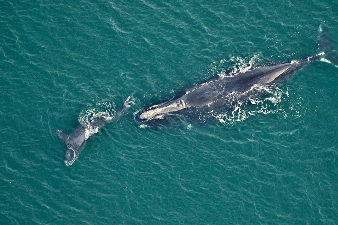 2023.01.05- Right Wheel Swimming with Calf-FWC-CC BY NC ND 2.0