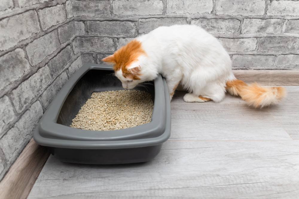 The cat is watching in a dirt box