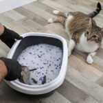 man-cleaning-litter-box