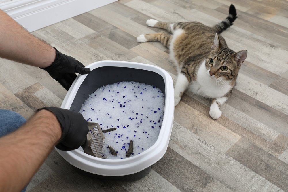 man-cleaning-litter-box