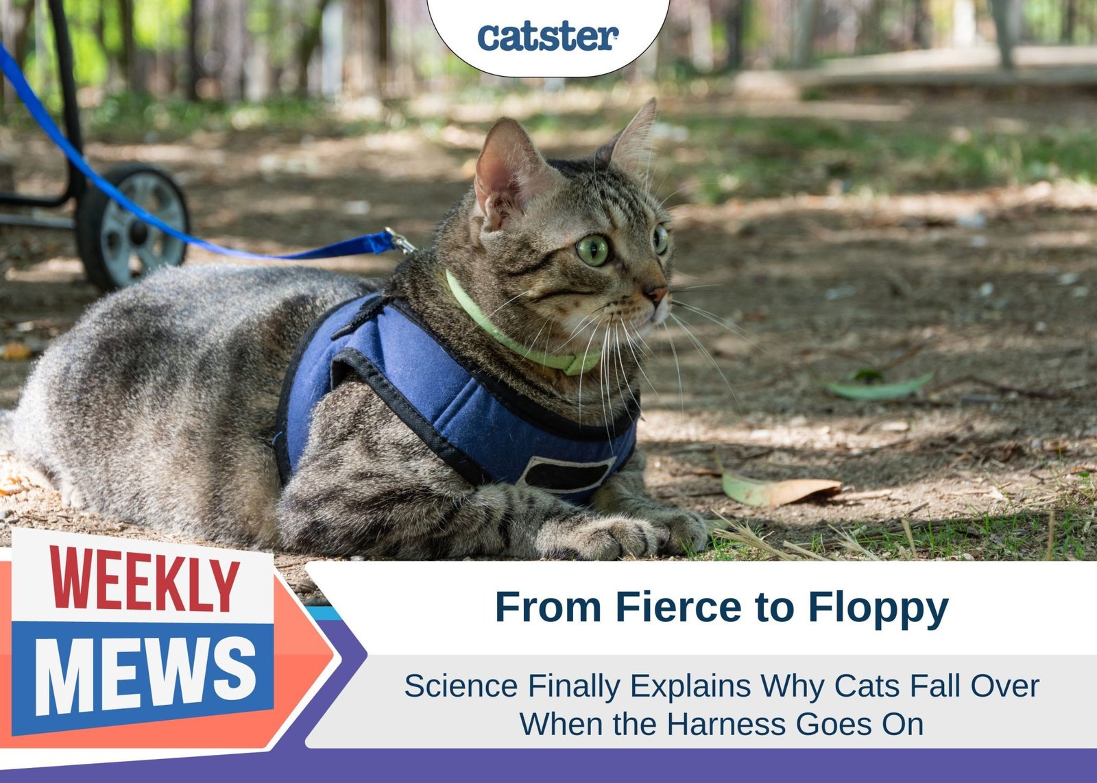 Catster_Weekly Mews_from fierce to floppy cats in harnesses