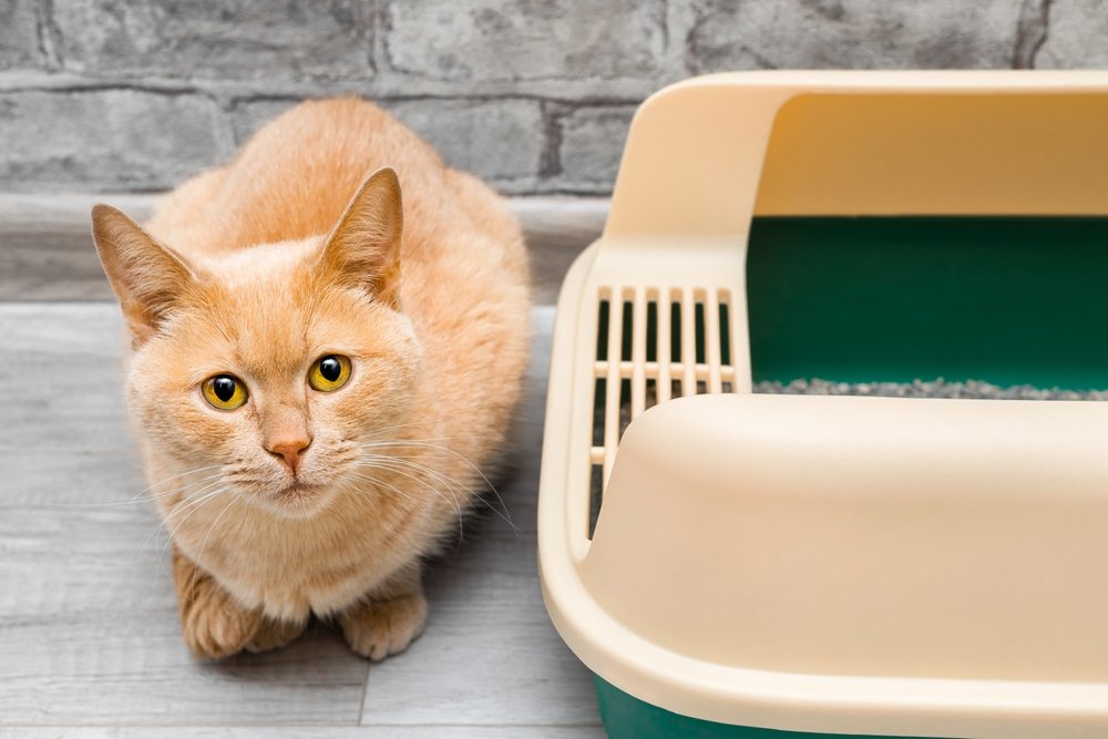 The cat sits near the dirt box