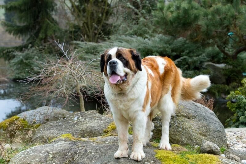 St. Bernard out