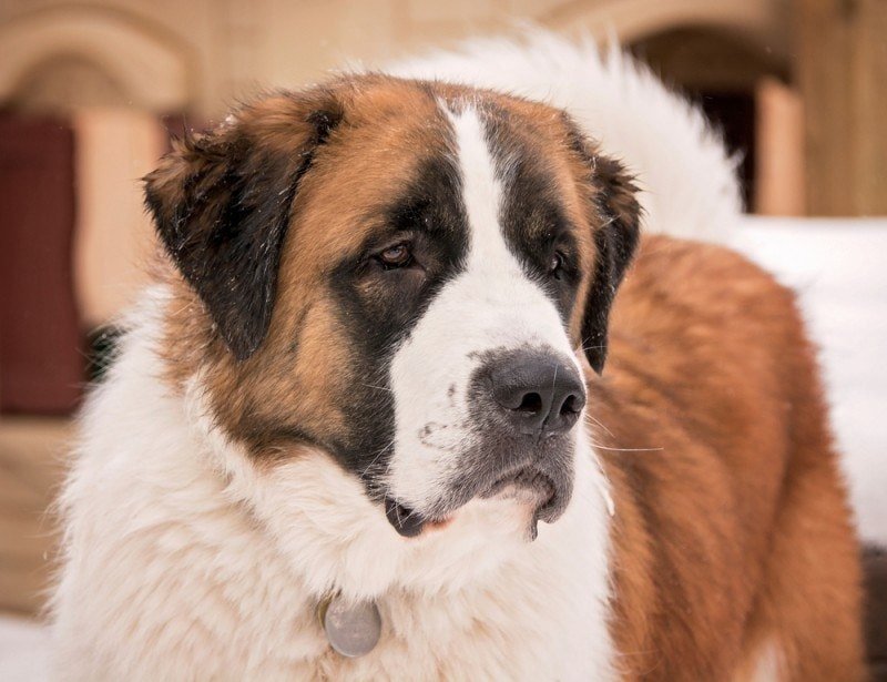 St. Bernard Great Perenez Mixed Dogs