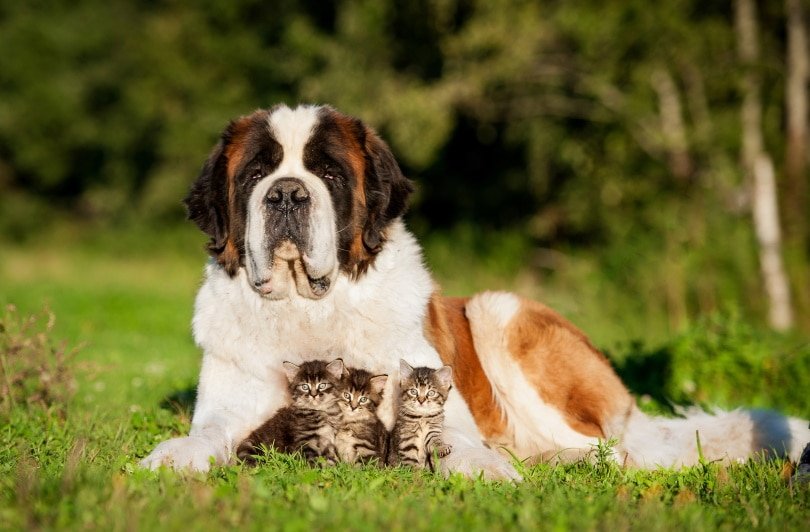 St. Bernard Dogs with Small Cat Children