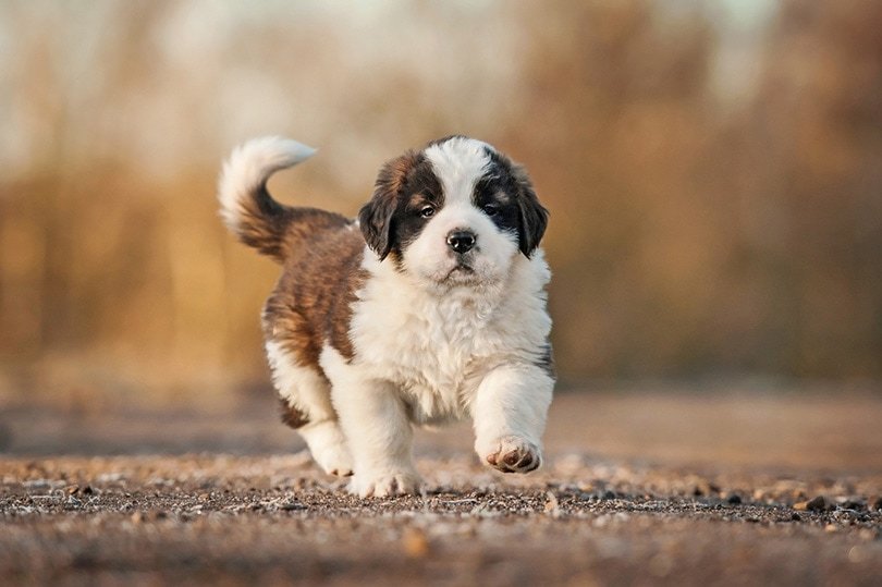 St. Bernard Dog