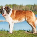 Saint Bernard dog standing on river bank