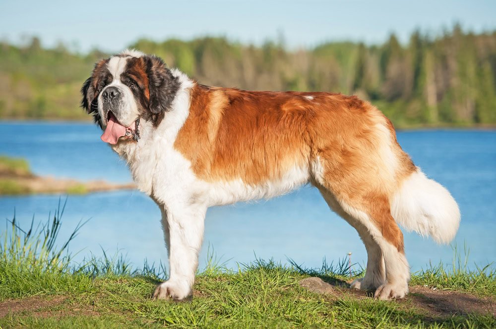 Saint Bernard dog standing on river bank