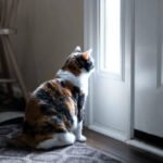 Sad, calico cat sitting, looking through small front door window on porch