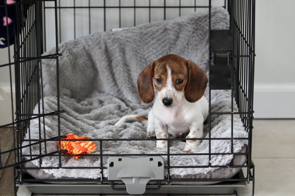 Dog crates of dog