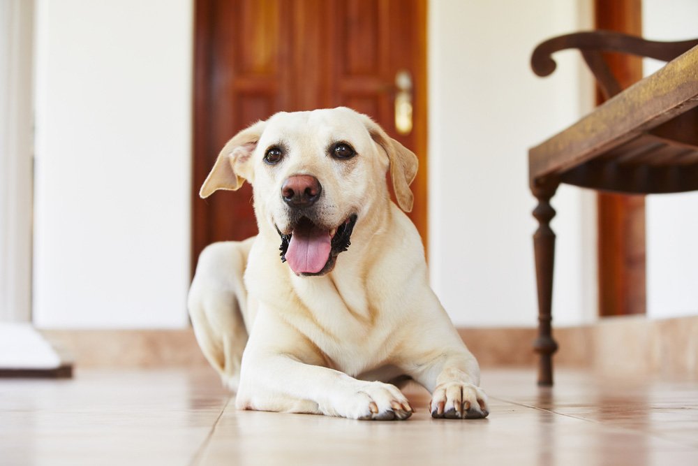 Labrador Retriver Dogs lying on the floor