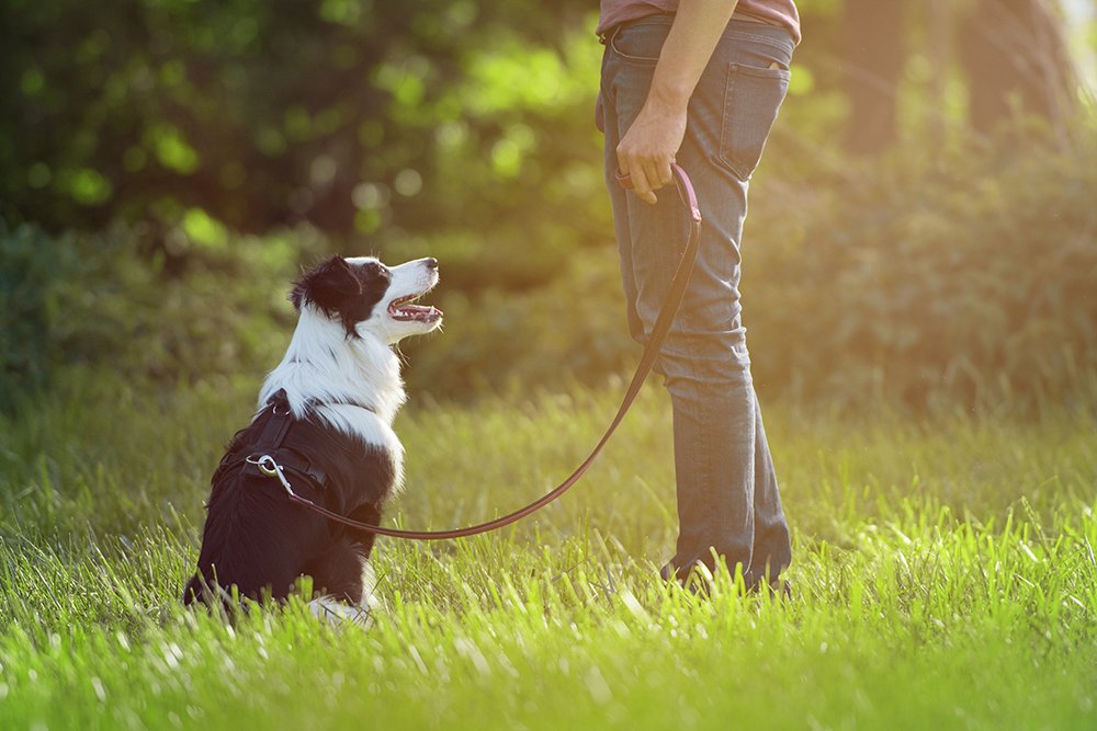 The guy trains a strap border coli coli dog