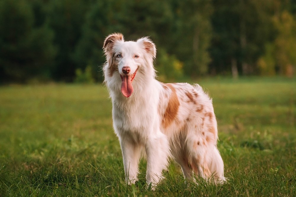 Australian Shepherd dog stands on the grass