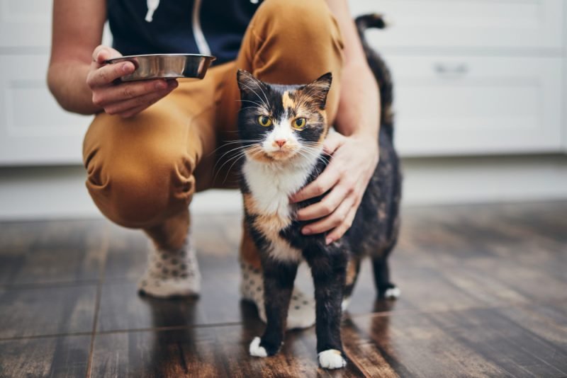 Man holding a cup of food for his cat