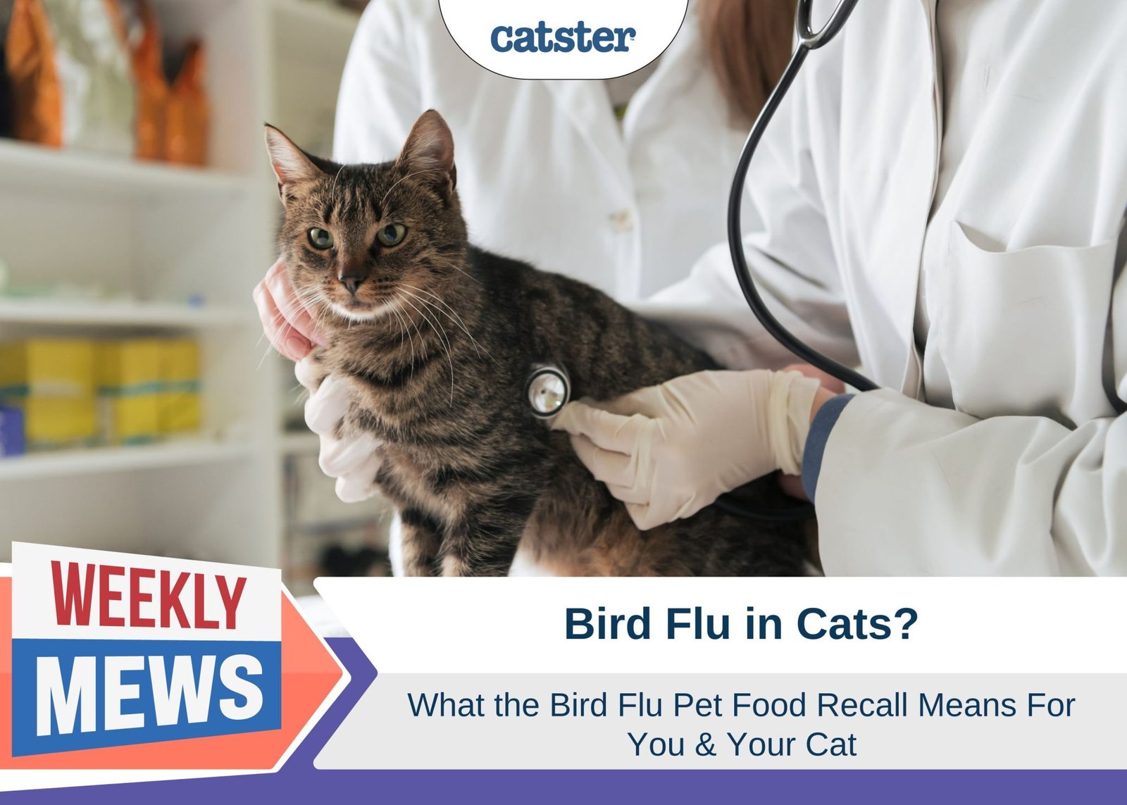 Bird Flu in Cats - Pet Food Recall