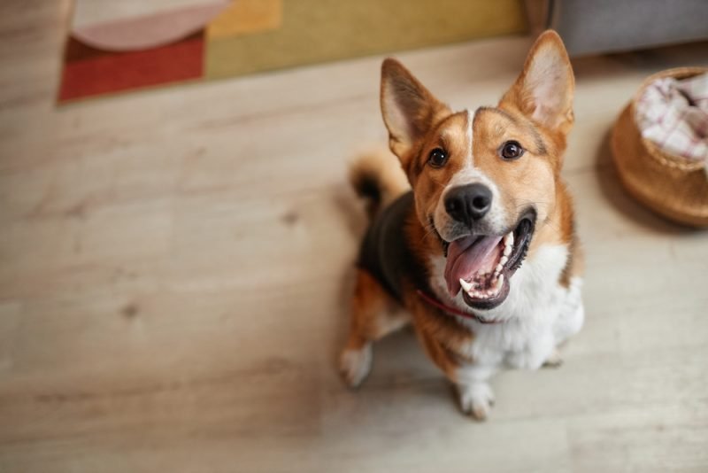 Looking happy dog