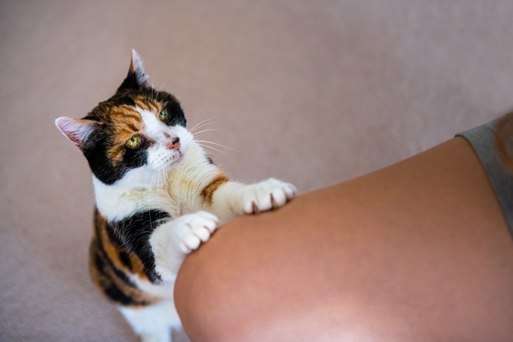 Calico Cat is begging to eat food that is asking to find a food itching leg