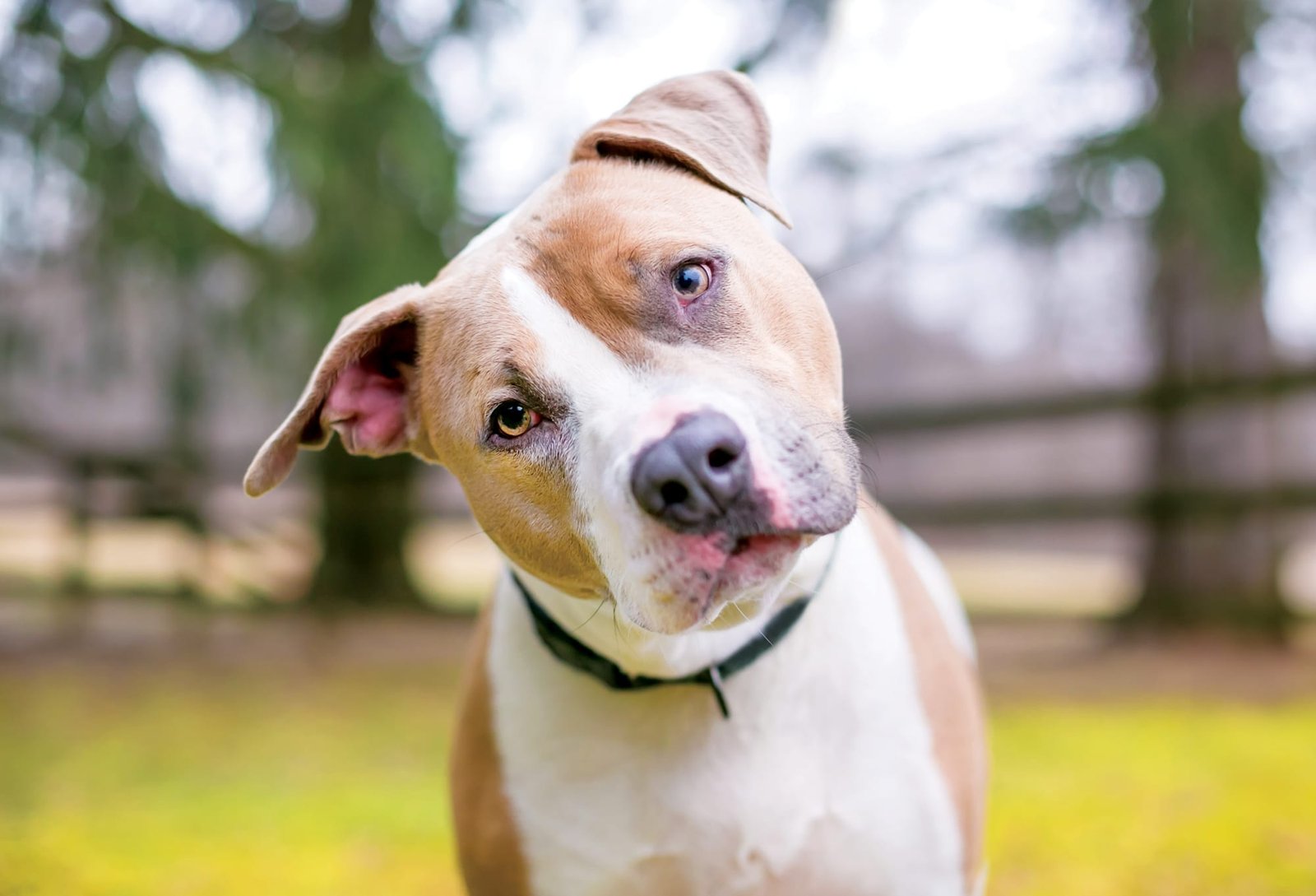 Does Your Dog Understand When You Say "Get Your Stuffie?" A New Study Says Yes