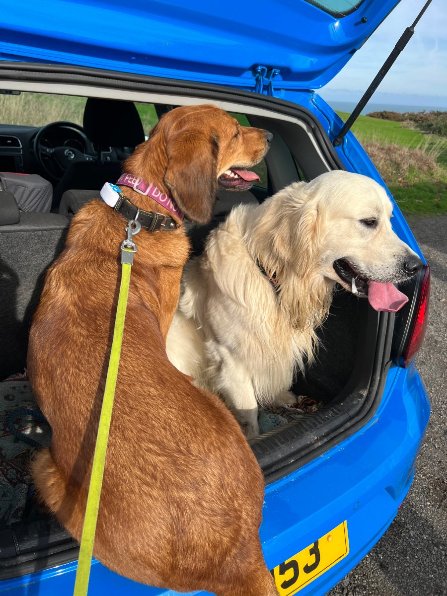 Lava and his friend in the car's trunk