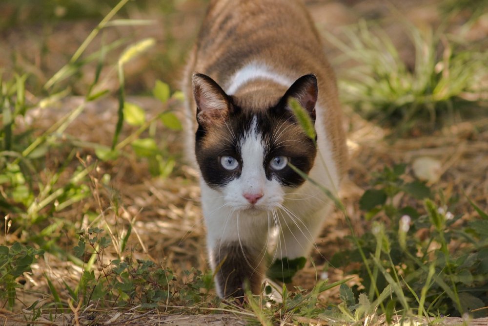 The cat is walking out looking at the camera