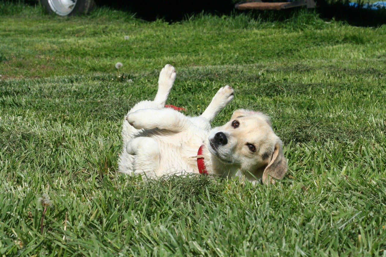 Sweet, stupid, yellow dog is upside down in the grass field